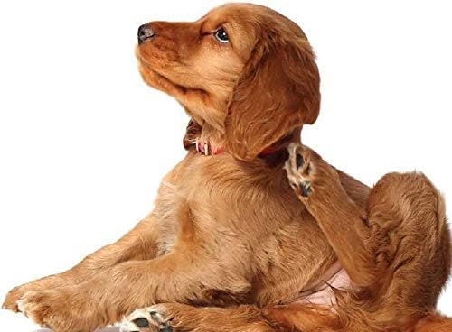 גירוד הקלה לכלבים אוראלי - הטוב ביותר כלב אלרגיה הקלה-להיפטר גירוד-תמיכה חיסונית-לועס - שורש ליקוריץ כלבים-250 פינוקים