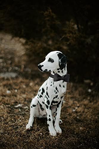 צווארון כלבים בסגנון ייחודי בסגנון, צווארון כלבי משי שחור עם קשת, פרפר רך מתכוונן מתנה צווארון חיות מחמד לנקבה או זכר
