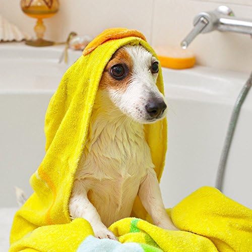שמפו שיבולת שועל התרופות הטוב ביותר של הווטרינר לכלבים / מרגיע עור יבש לכלבים / מנקה, מעניק לחות ומציב עור