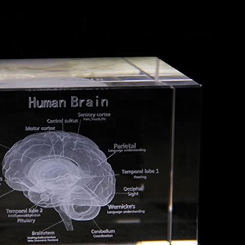 מבנה מוח תלת -ממדי חותך לייזר קוביית זכוכית חרוט