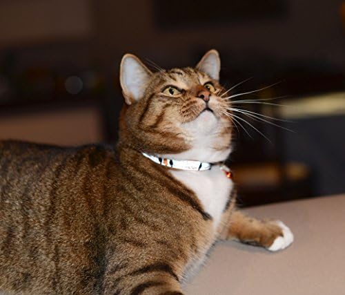רוג ' ר רעיוני חתול צווארון עם הבדלני קליפ נשלף פעמון, באופן מלא מתכוונן כדי להתאים ביותר גזעים, כתום ציפור עיצוב
