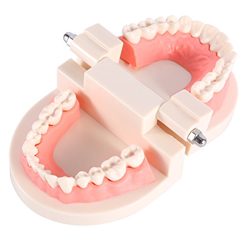 1 x שיניים PVC, הפגנת מודל סטנדרטית ללמד שיניים שיניים 1 x לימוד לימוד ילדים אנטומי ילדים חינוך ילדים צחצוח