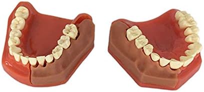 מודל שיניים של קינופו, מודל שיניים נשירה של ילדים, מודל שיניים סטנדרטי, מודל שיניים לתקשורת שיניים וחולים, ילדים, הוראה,